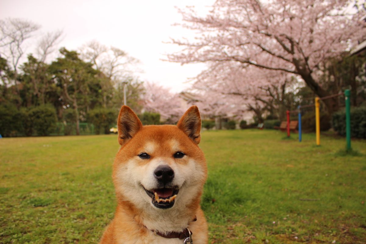 わんちゃん用ケーキ